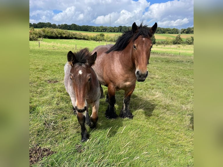 Ardennes Mare 6 years 15,2 hh Roan-Bay in Daleiden