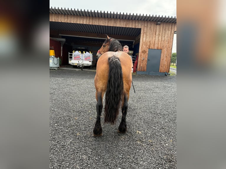 Ardennes Mare 8 years 16,1 hh Brown in Daleiden