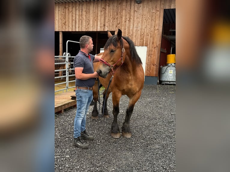 Ardennes Mare 8 years 16,1 hh Brown in Daleiden