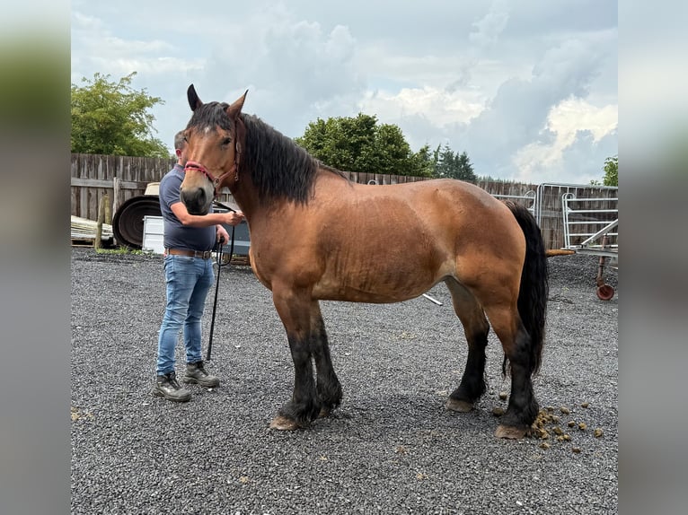 Ardennes Mare 8 years 16,1 hh Brown in Daleiden