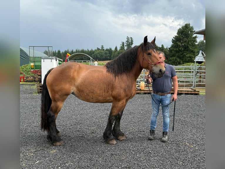 Ardennes Mare 8 years 16,1 hh Brown in Daleiden