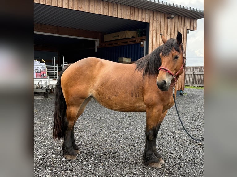 Ardennes Mare 8 years 16,1 hh Brown in Daleiden