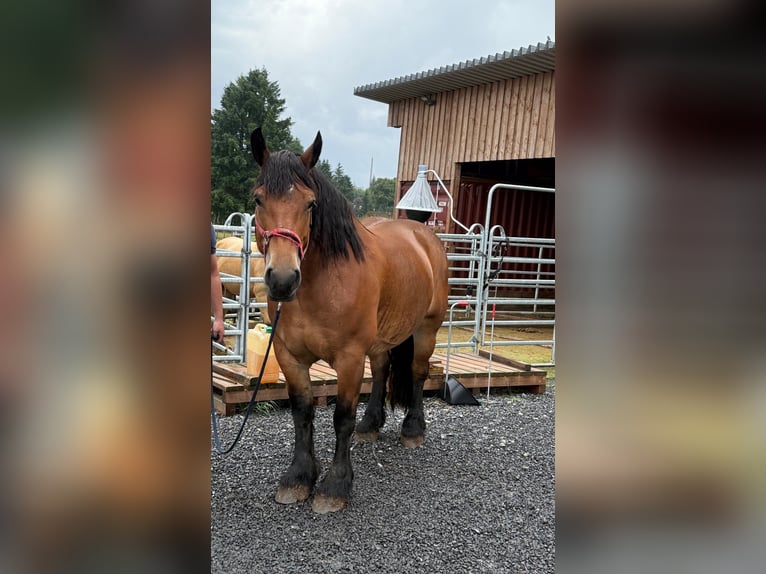 Ardennes Mare 8 years 16,1 hh Brown in Daleiden