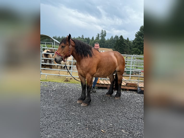 Ardennes Mare 8 years 16,1 hh Brown in Daleiden