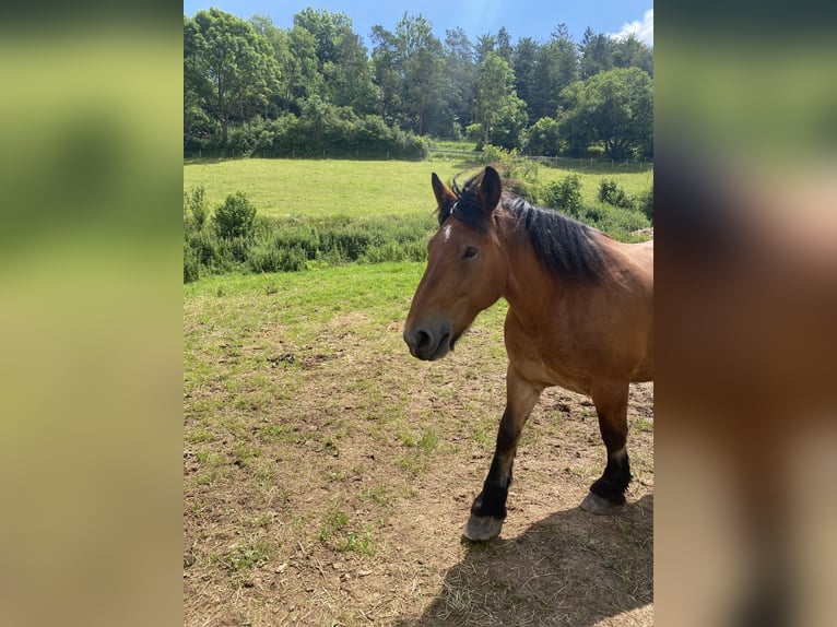 Ardennes Mare 9 years 15,2 hh Brown in Waldeck