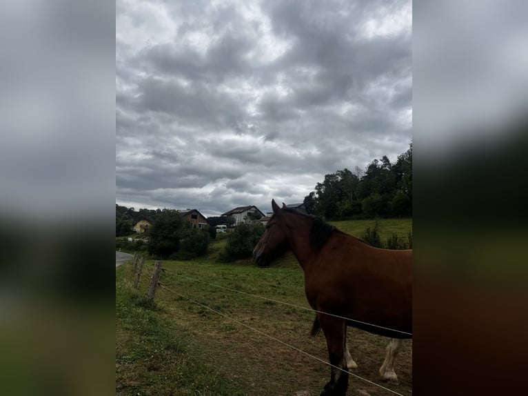 Ardennes Mare 9 years 15,2 hh Brown in Waldeck