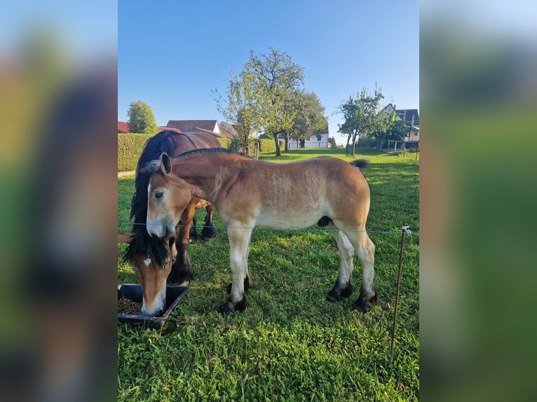 Ardennes Mare 9 years Brown in Hoffen ( Leiterswiller)