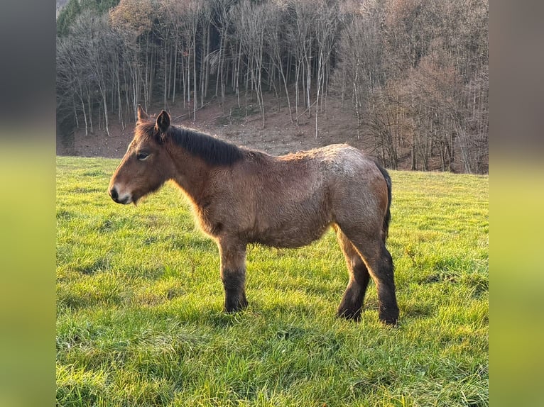 Ardennes Mare Foal (05/2025) 15,1 hh Brown Falb mold in Daleiden
