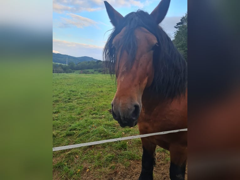 Ardennes Stallion 10 years 15,2 hh Brown in Blankenheim