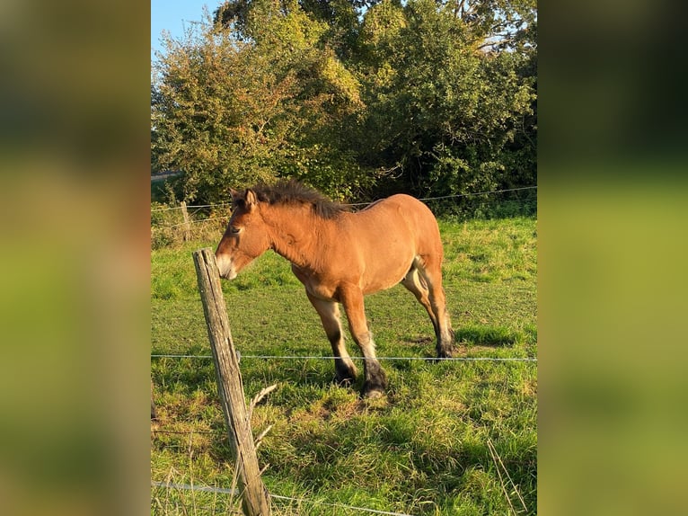 Ardennes Stallion 1 year 12.2 hh Brown in Merzkirchen