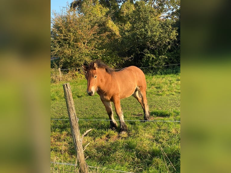 Ardennes Stallion 1 year 12.2 hh Brown in Merzkirchen