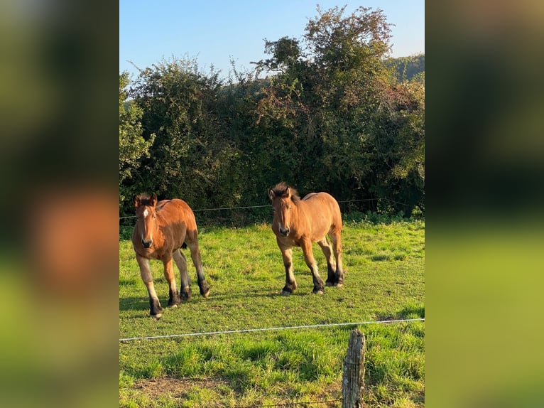 Ardennes Stallion 1 year 12.2 hh Brown in Merzkirchen