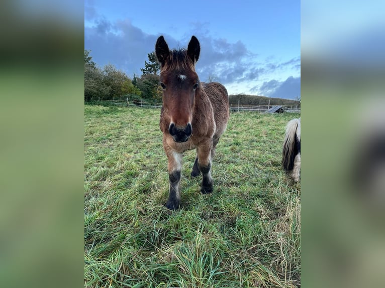 Ardennes Stallion 1 year 15,1 hh Brown in Merzkirchen