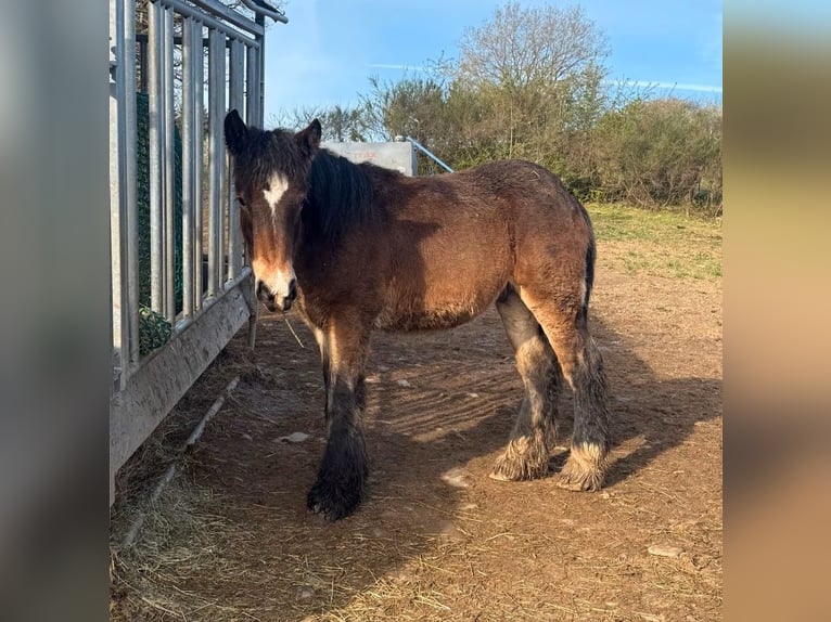 Ardennes Stallion 1 year 15.2 hh  in Daleiden