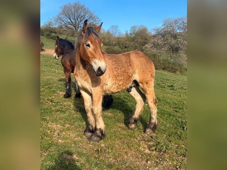 Ardennes Stallion 1 year 15.2 hh  in Daleiden