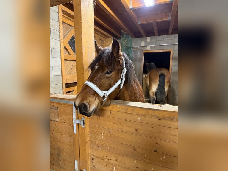 Ardennes Stallion 1 year 15,1 hh Brown in Daleiden