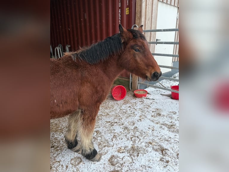 Ardennes Stallion 1 year 15,1 hh Brown in Daleiden