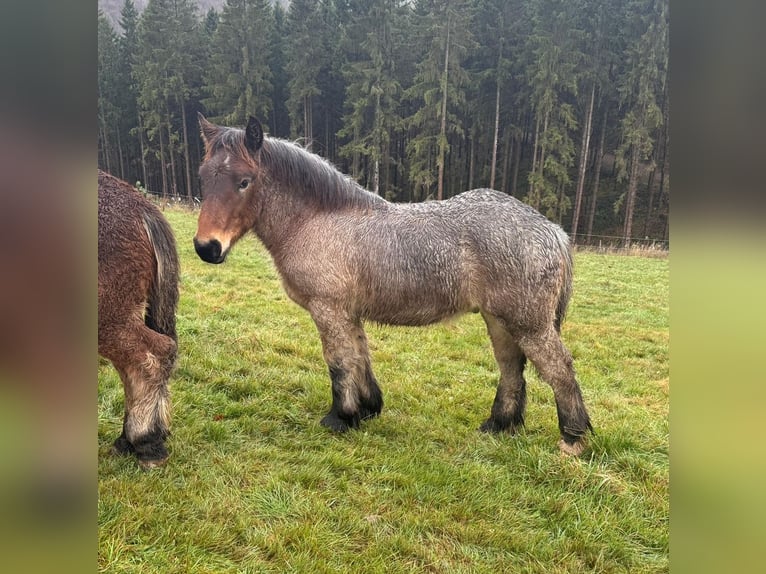 Ardennes Stallion 1 year 15,1 hh Brown in Daleiden
