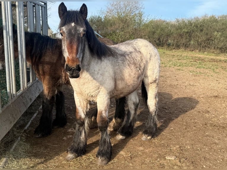Ardennes Stallion 1 year  in Daleiden