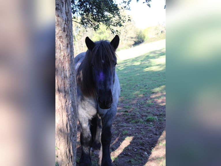 Ardennes Stallion 3 years 16 hh Gray-Blue-Tan in Gentingen