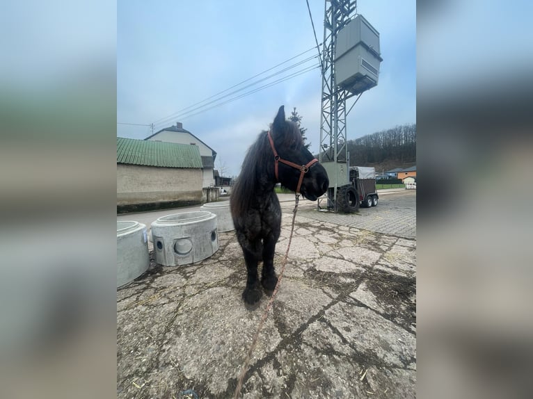 Ardennes Stallion 3 years 16 hh Gray-Blue-Tan in Gentingen