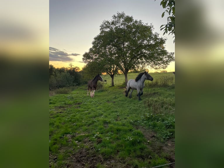 Ardennes Stallion 3 years 16 hh Gray-Blue-Tan in Gentingen