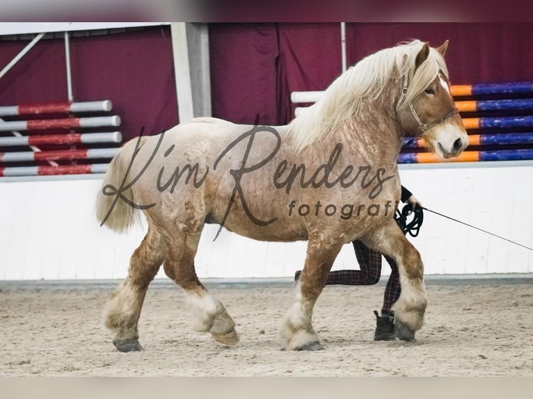 Ardennes Stallion 5 years 15,2 hh Gray-Red-Tan in Oeffelt