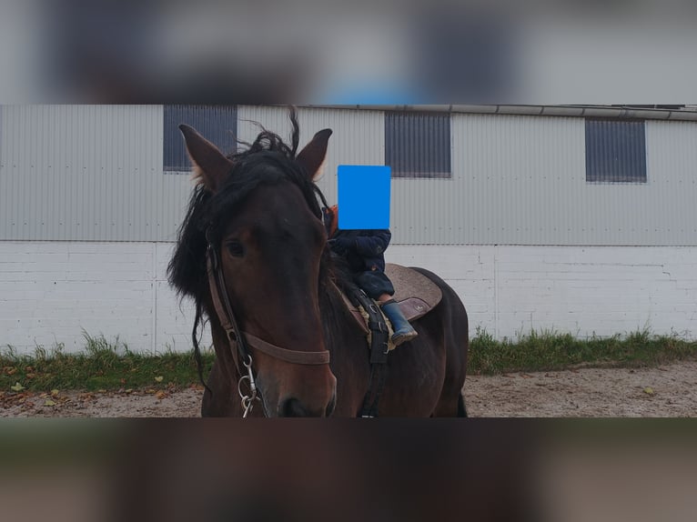 Ardennes Mix Stallion 7 years 16,2 hh Brown in Groß-Umstadt