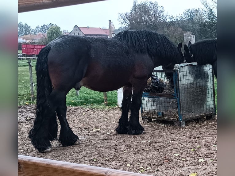 Ardennes Mix Stallion 7 years 16,2 hh Brown in Groß-Umstadt