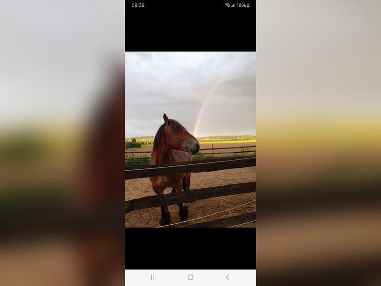 Ardennes Stallion Brown in Lamspringe
