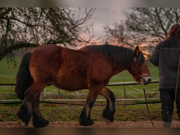 Ardennes Stallion Brown in Lamspringe