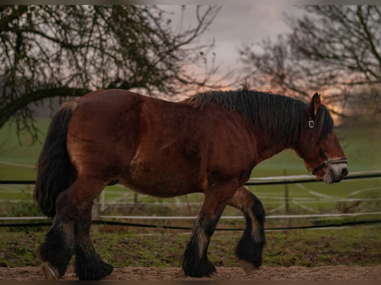 Ardennes Stallion Brown in Lamspringe