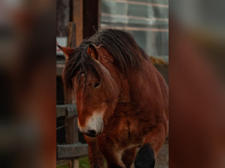 Ardennes Stallion Brown in Lamspringe