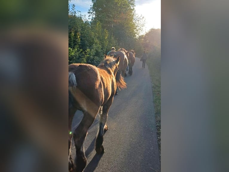 Ardennes Stallion Foal (06/2026) 15.1 hh Brown in Sondershausen
