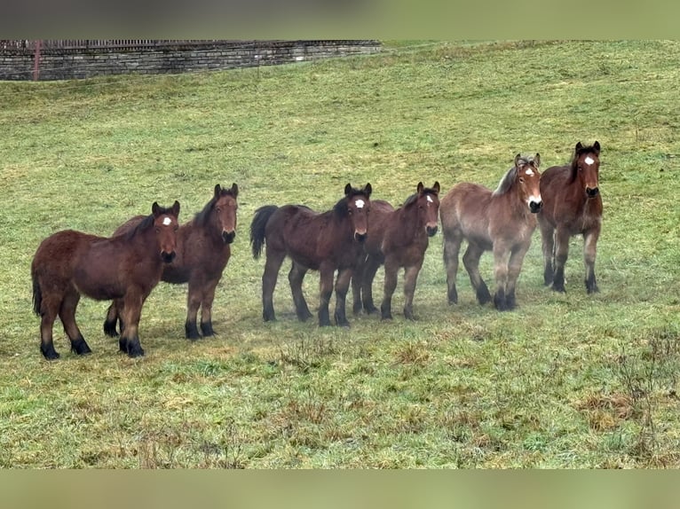 Ardennes Stallion Foal (01/2025) 15,1 hh Brown in Daleiden