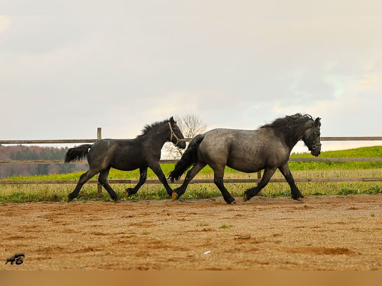 Ardennes Stallion Foal (04/2025) 15,1 hh Grey-Blue-Tan in Pfronstetten