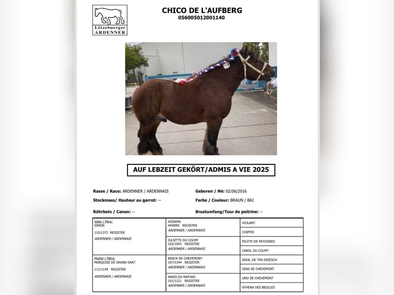 Ardennes Stallion Foal (04/2026) 16 hh Roan-Red in Lenzen (Elbe)