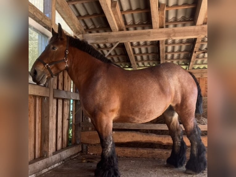 Ardennes Stallion Foal (04/2026) 16 hh Roan-Red in Lenzen (Elbe)
