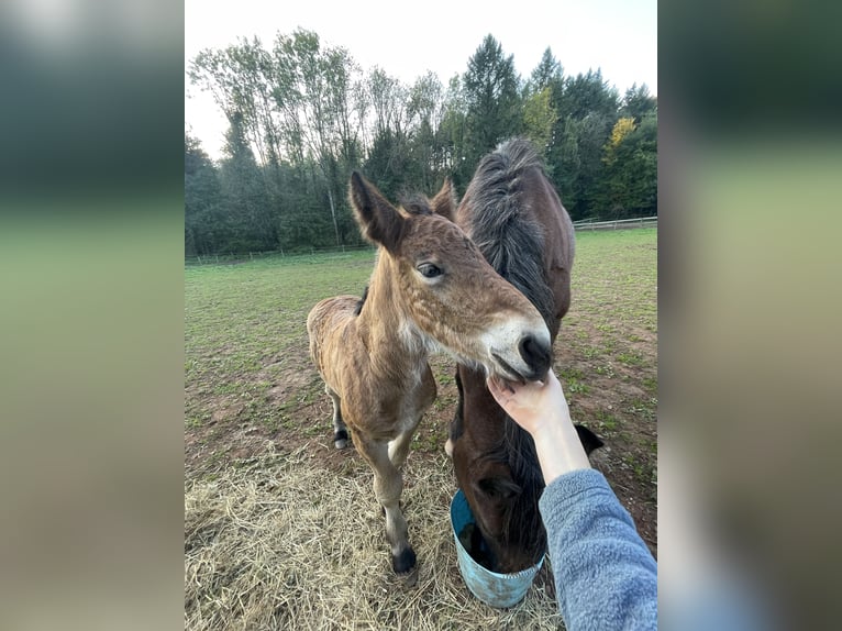Ardennes Stallion Foal (07/2025) Brown in Diekirch