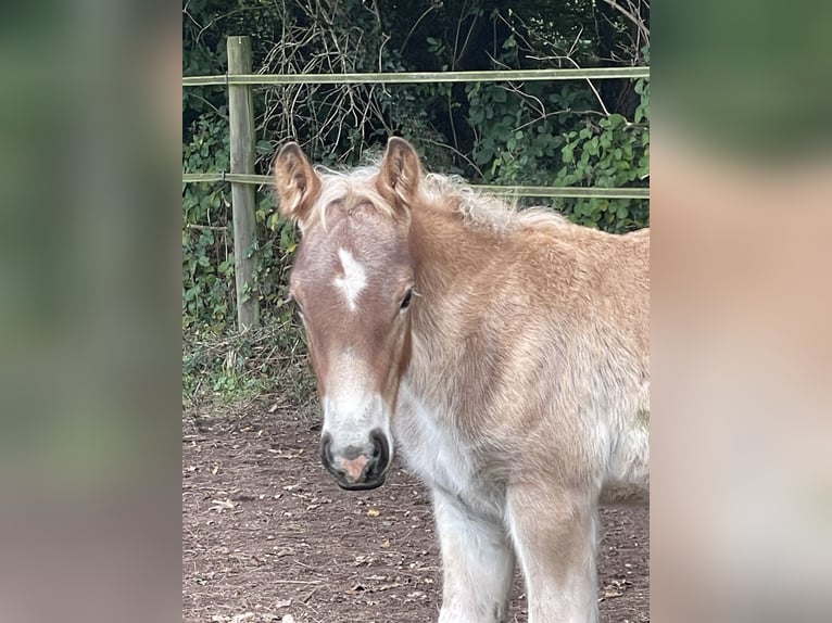 Ardennes Stallion Foal (07/2025) Brown in Diekirch