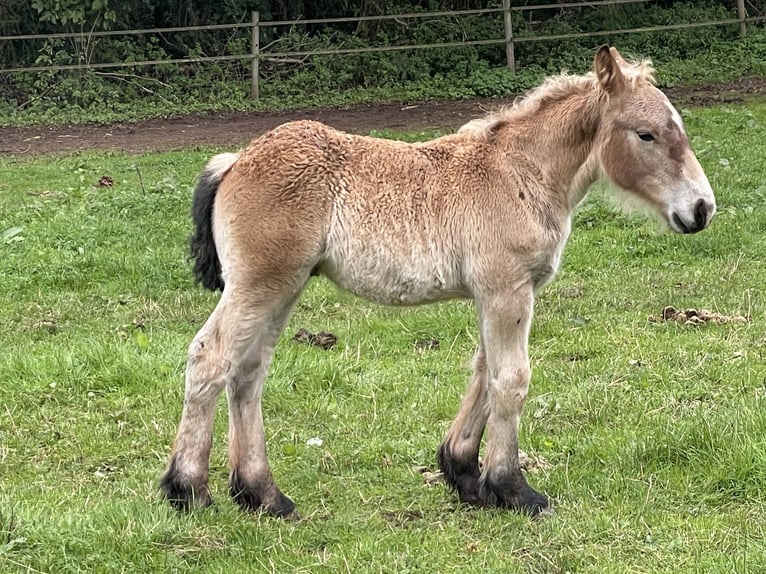 Ardennes Stallion Foal (07/2025) Brown in Diekirch
