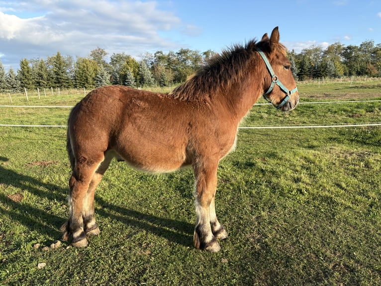 Ardennes Stallion Foal (03/2025) Brown in K&#xF6;szeg