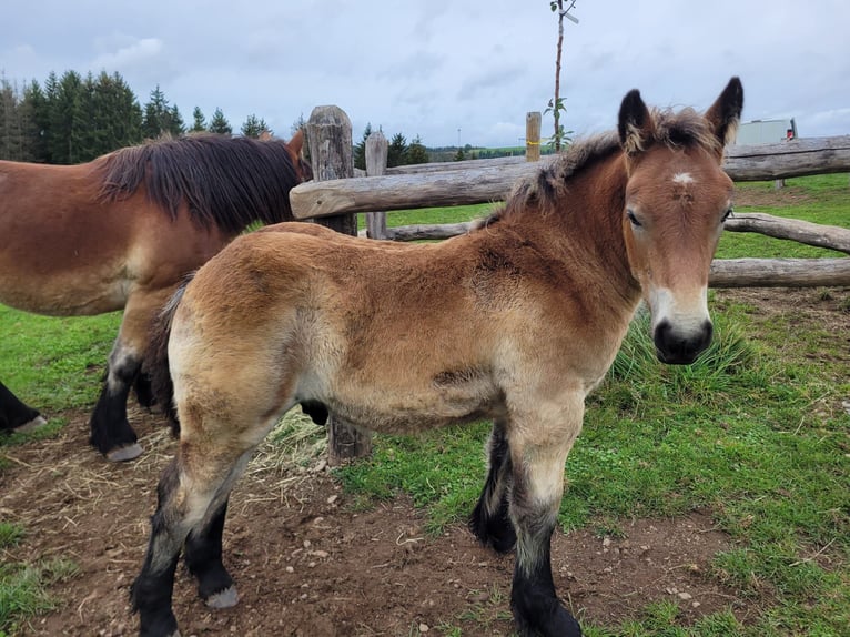 Ardennes horses