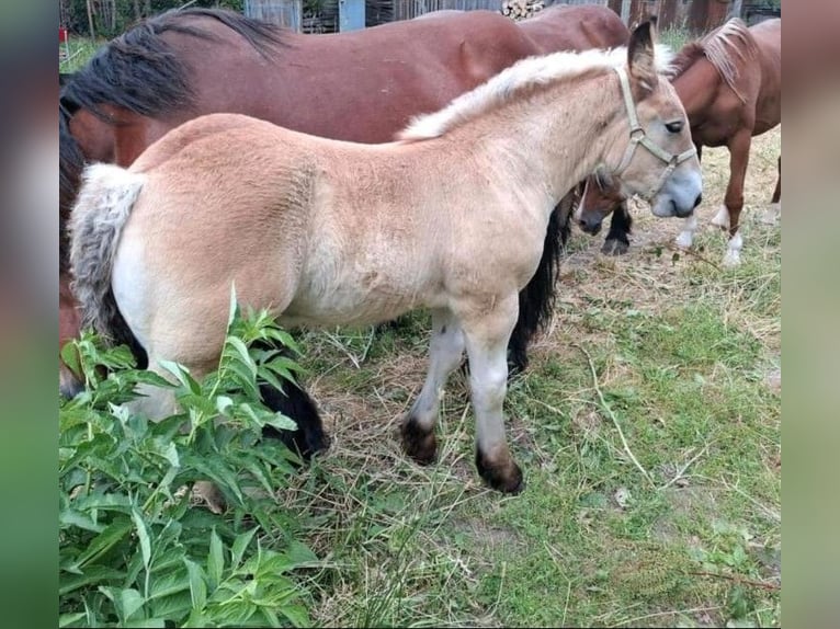 Ardennes Stallion Foal (04/2025) Chestnut-Red in Sondershausen