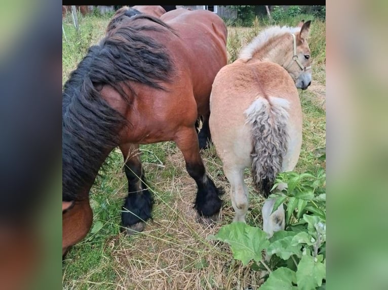 Ardennes Stallion Foal (04/2025) Chestnut-Red in Sondershausen