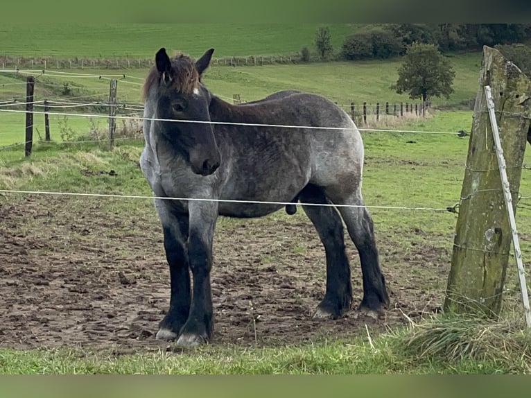 Ardennes Stallion Foal (03/2024) Gray-Blue-Tan in KUBORN