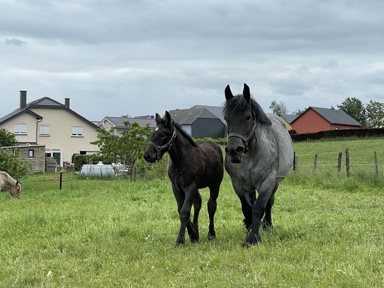 Ardennes Stallion Foal (03/2024) Gray-Blue-Tan in KUBORN