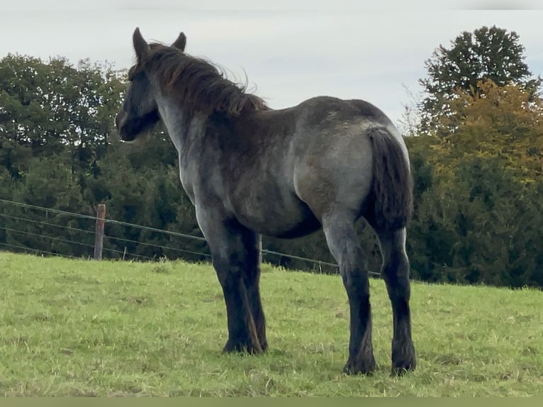 Ardennes Stallion Foal (03/2024) Gray-Blue-Tan in KUBORN