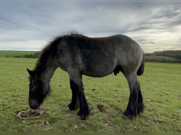 Ardennes Stallion Foal (03/2024) Gray-Blue-Tan in KUBORN