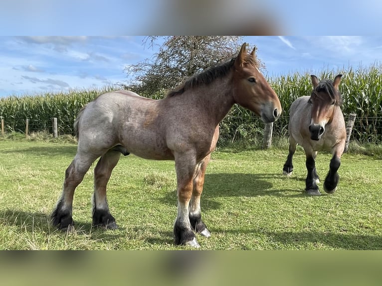 Ardennes Stallion Foal (01/2025) in KUBORN
